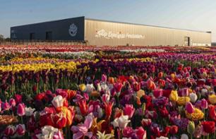 2 en 1 : Visite guidée du Parc de tulipes de Keukenhof et de la ferme de tulipes Tulperij & Croisière sur les canaux d'Amsterdam