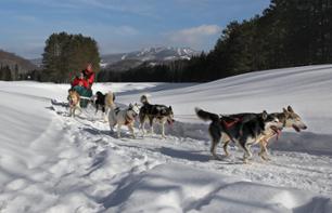 Dog sledding at Mont-Tremblant (1 hr 45 from Montreal)