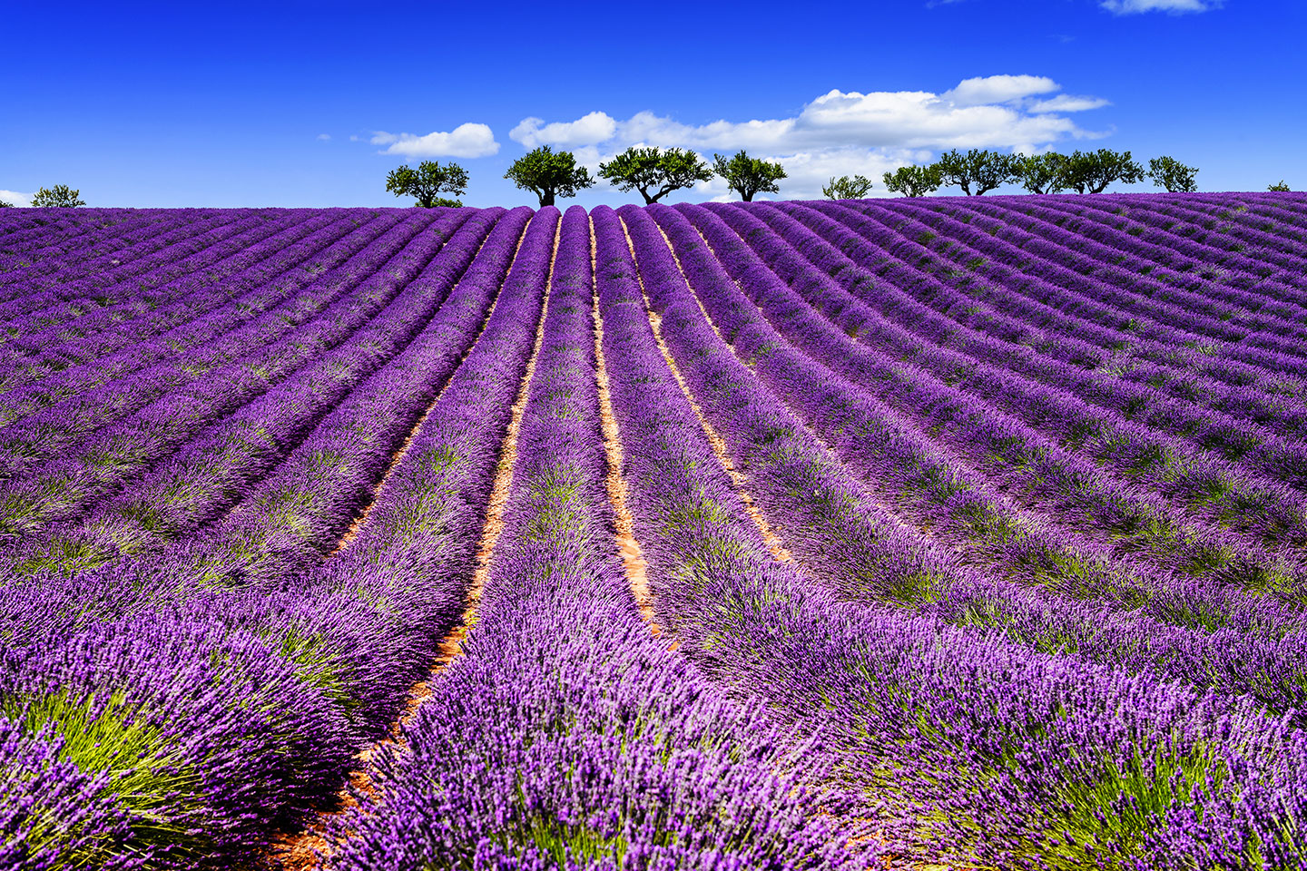 lavender fields tour aix en provence