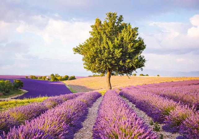 Discover Lavender Fields Discover The Villages Of Luberon And The Lavender Fields