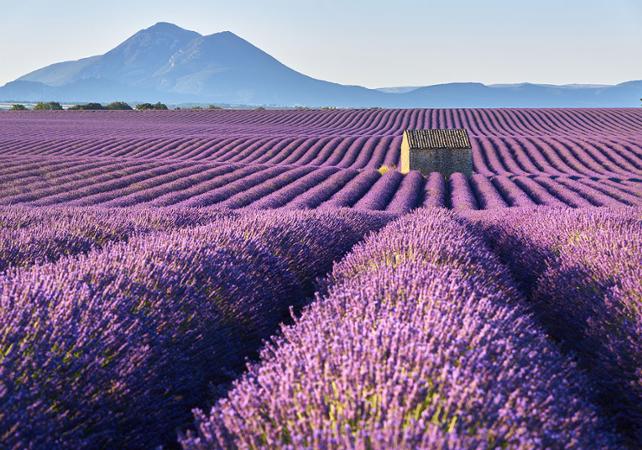 Discover Lavender Fields Tour A Distillery And Visit The Lavender Fields