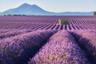 Tour a Distillery and Visit the Lavender Fields
