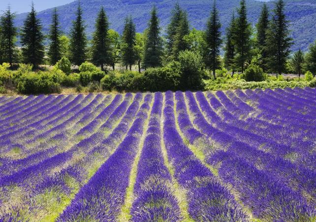 Discover Lavender Fields Day Trip To The Lavender Fields And The Verdon Gorges