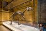 Visite guidée privée sur le thème des dinosaures au Musée d'Histoire Naturelle de Londres - En français