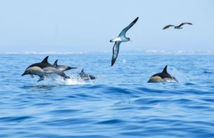 Passeio de barco e observação de golfinhos em Albufeira - região litorânea do Algarve