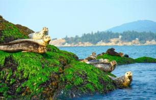Tour en zodiac le long du littoral et observation d'une colonie de phoques à Vancouver