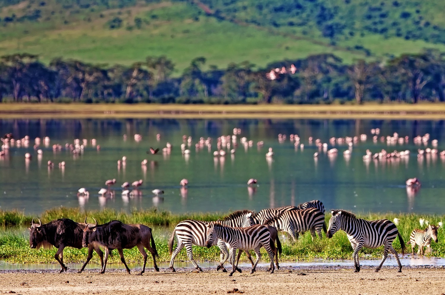 safari tanzanie une journee