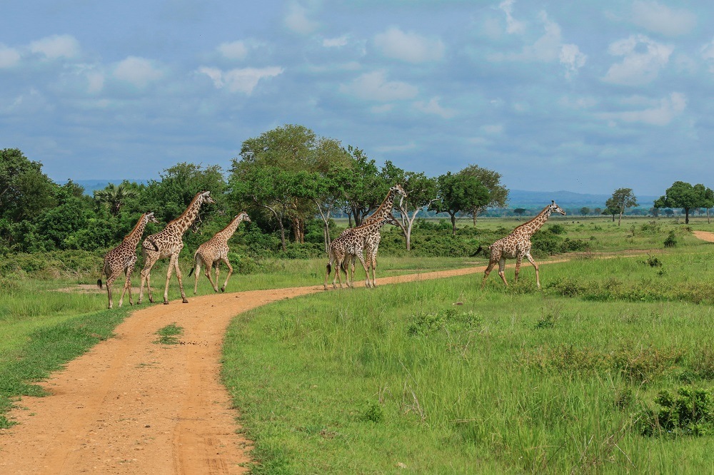 safari saadani depuis zanzibar