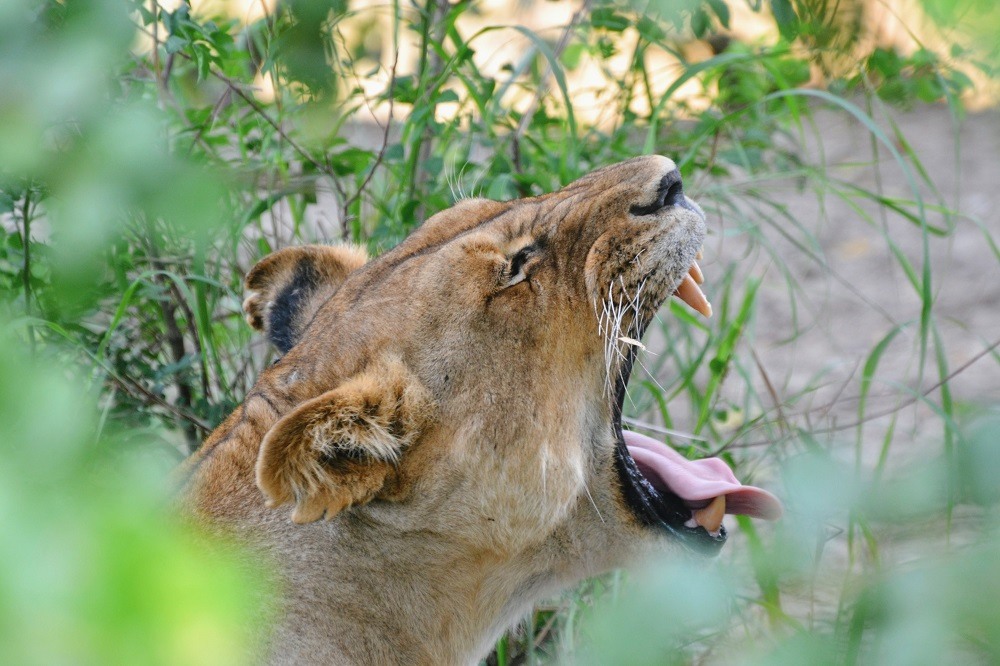 safari une journee zanzibar