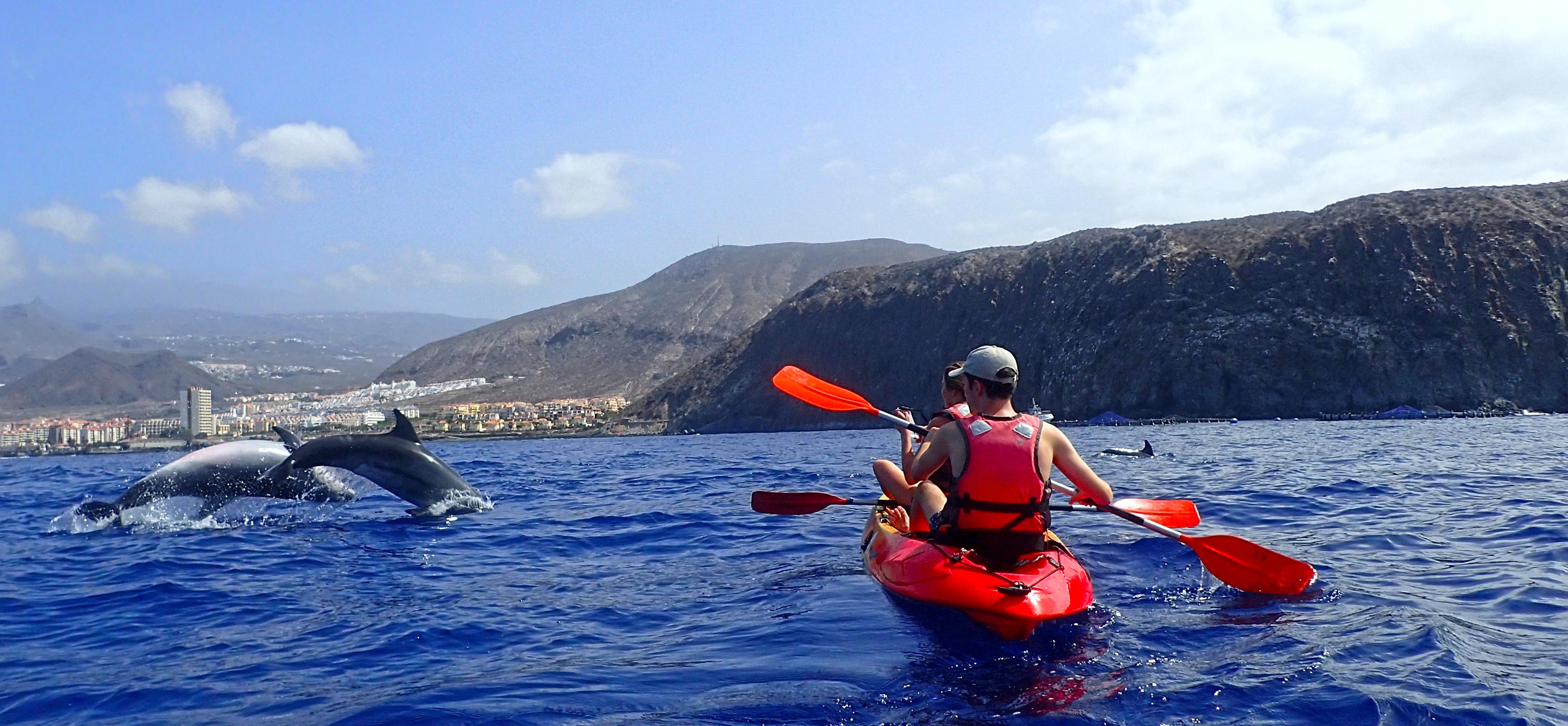 Kayaking with the dolphins & swimming with the turtles - Tenerife